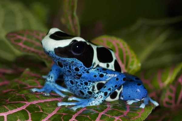 South America, Surinam Patricia poison dart frog